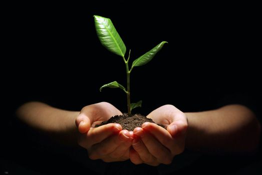 Hands holding sapling in soil on black