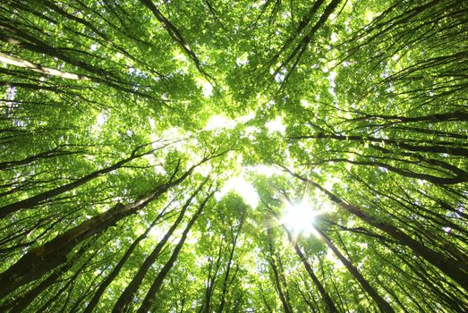 green trees background in sunny day