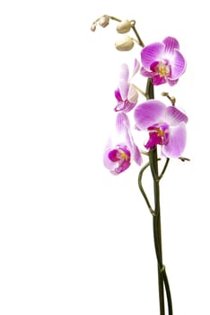 Pink orchid isolated on a white background