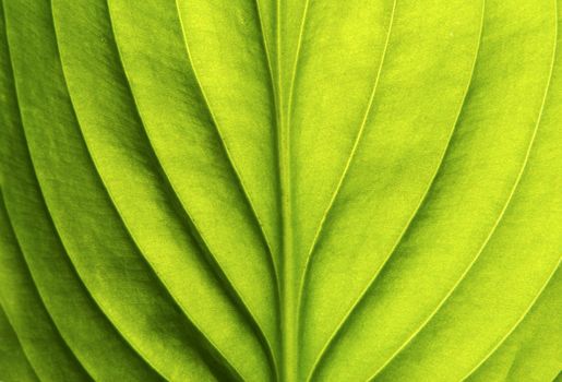 Texture of a green leaf as background