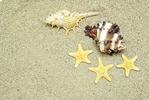 starfish and shells on the beach