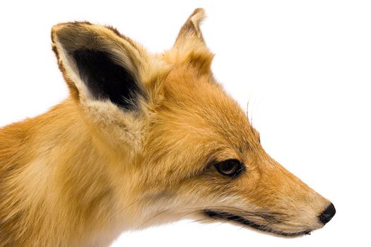 Head of a stuffed fox isolated on a white background.