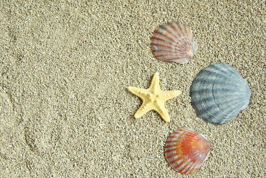 starfish and shells on the beach