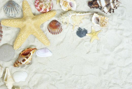 starfish and shells on the beach  sand