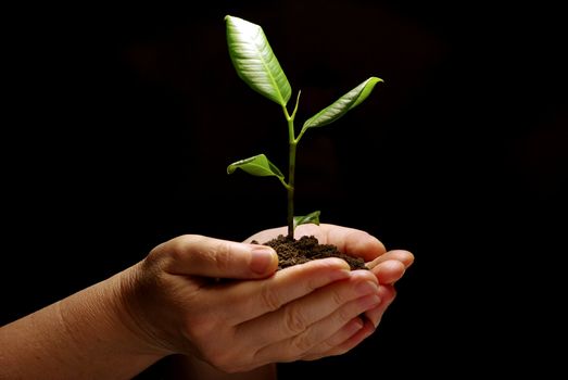 Hands holding sapling in soil on black