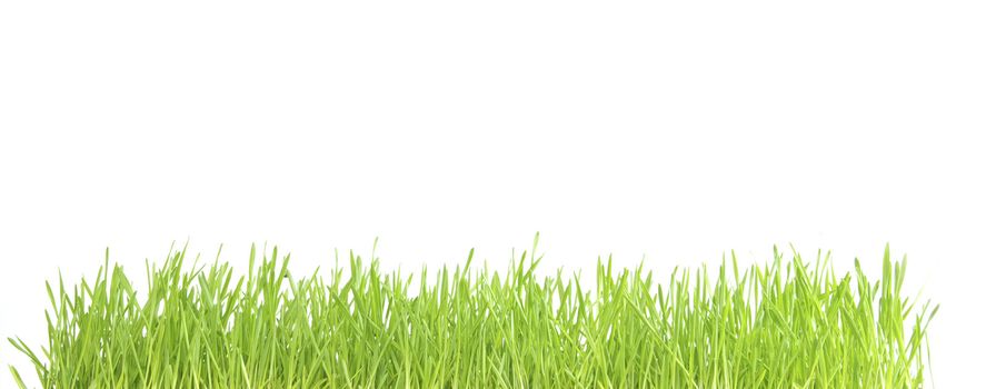 Green lawn isolated on white background