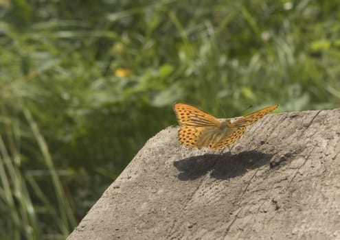 Rise of the butterfly from a wooden board in a sunny day
