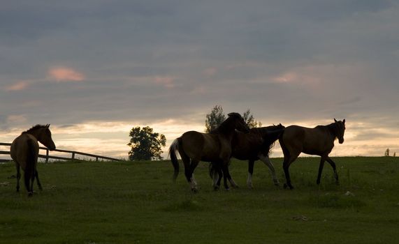 horses at sunset