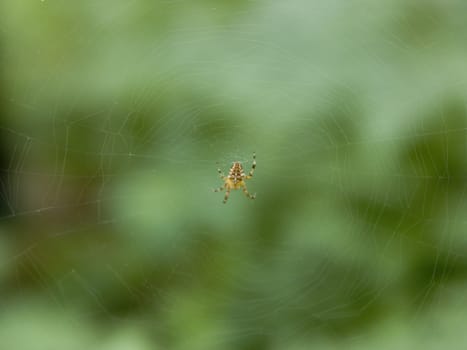 The image of a spider in the center of the web created by him