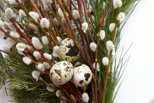 The image of eggs of a female quail on branches of a willow and a fur-tree