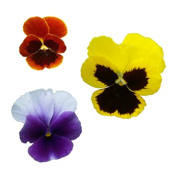 The isolated image of three multi-coloured pansies