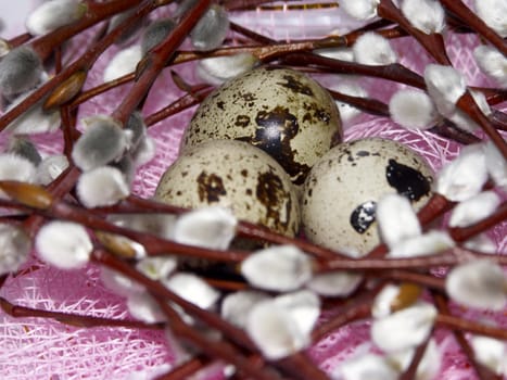The image of eggs of a female quail and branches of a willow on a pink background