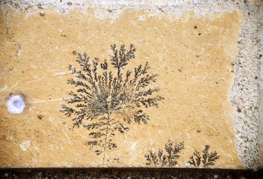 botanical black fossil  design over yellow stone