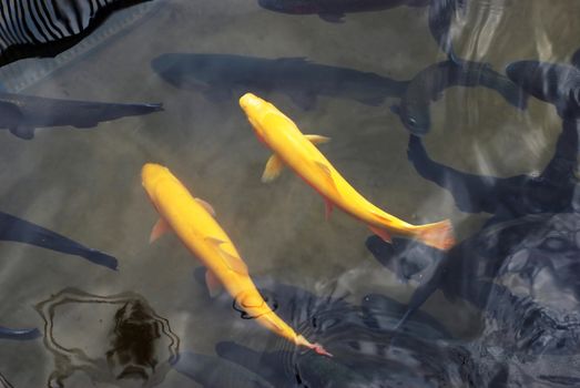 yellow and black fish swimming in transparent water