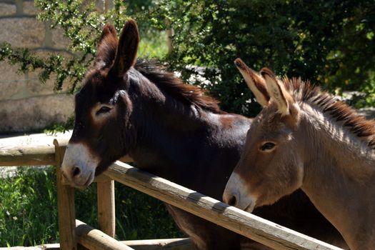 couple of donkeys in nature