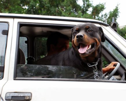 Head of big black dog in car on crossroad in Belgrade