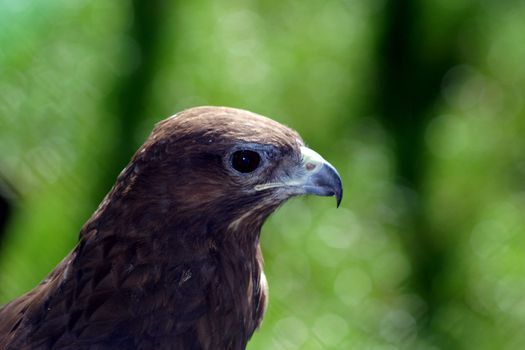 eagle close up over green grass background