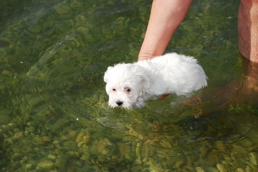 little white dog in green water supported by human hand