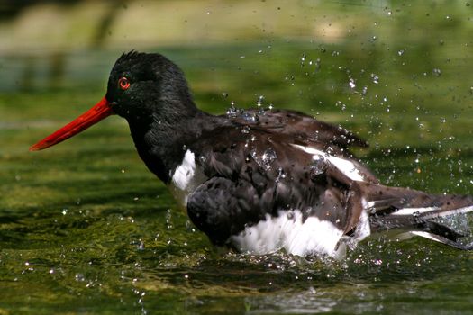 beautiful oystercatcher in the nature