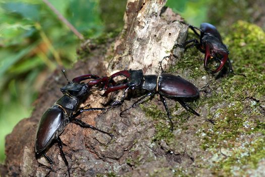stag beetles in the nature