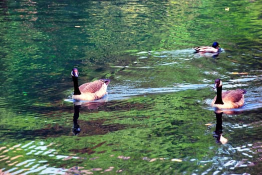 three birds swimming over green water in park