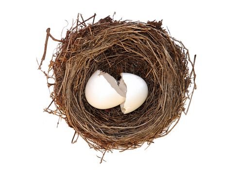 broken empty egg in nest isolated over white