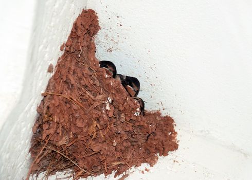 three baby bird in nest in corner