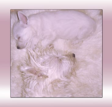 Two white dogs sleeping