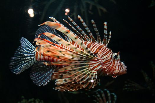 colorful tropical fish
My other pictures of fish