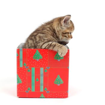 cat in gift box isolated on white background