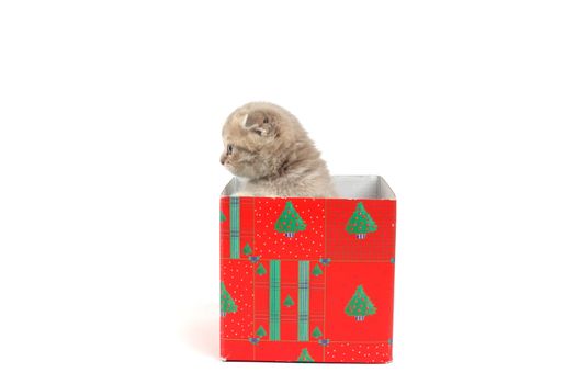 cat in gift box isolated on white background
