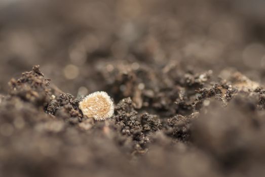 Macro detail of sowing a tomato seed in soil.