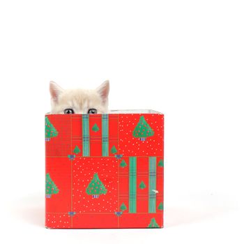 cat in gift box isolated on white background