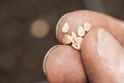 Hand holding tomato seeds ready to sow.