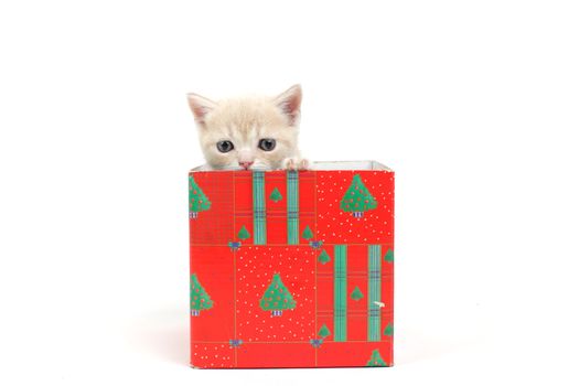 cat in gift box isolated on white background