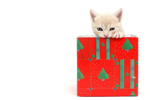 cat in gift box isolated on white background