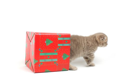 cat in gift box isolated on white background