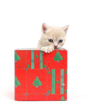 cat in gift box isolated on white background