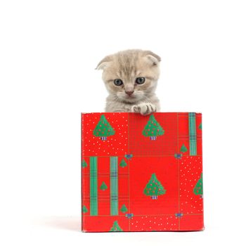 cat in gift box isolated on white background