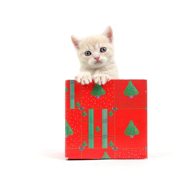 cat in gift box isolated on white background