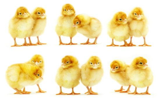 Cute little baby chicken isolated on white background