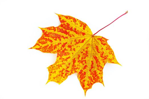 autumn maple leaf isolated on white background