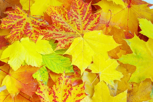 Texture of a maple leaf as background