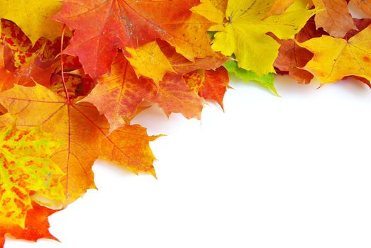autumn maple leafs isolated on a white 
