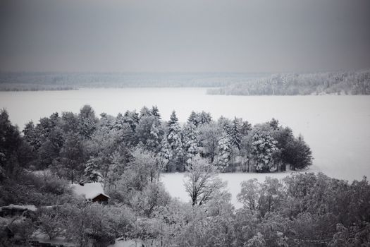 winter trees on snow white background