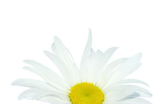 white chamomile isolated on white