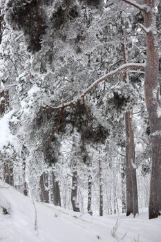 winter trees on snow white background