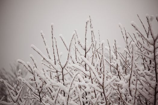 winter trees on snow white background