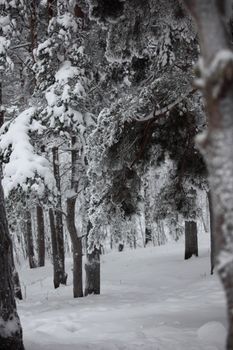 winter trees on snow white background