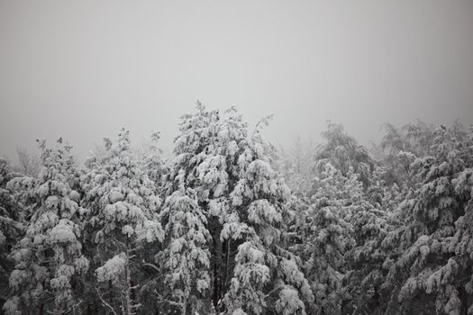 winter trees on snow white background